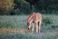 Kruger NP - Zebra Princess